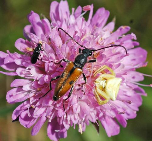 Vadonia unipunctata