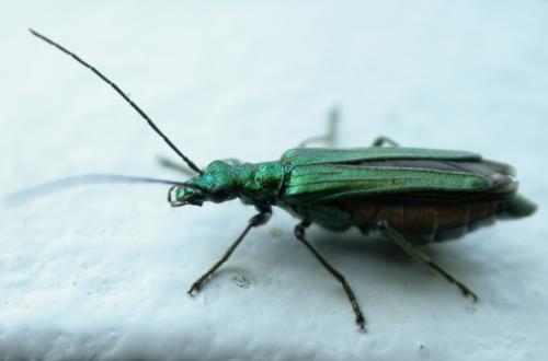 Oedemera nobilis