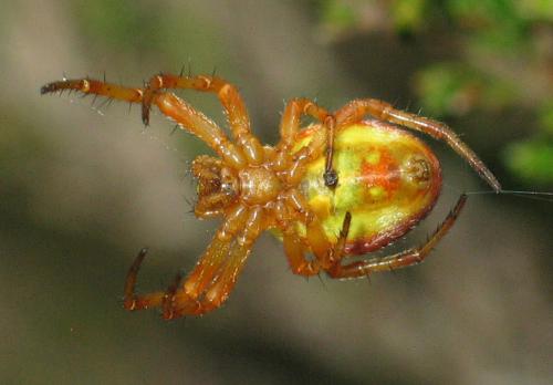 Réf. 27 118 : Araniella displicata