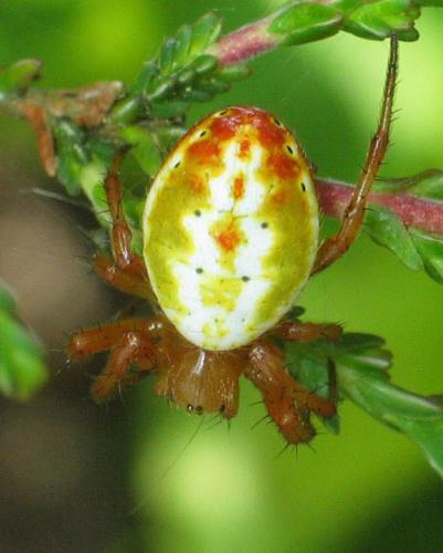Araniella displicata