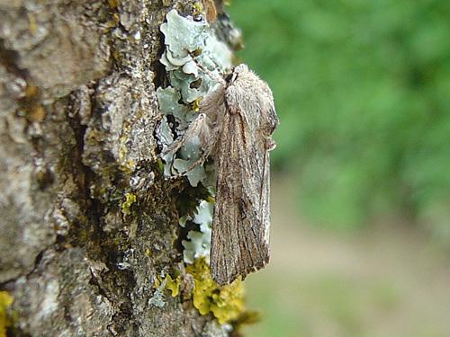 Réf. 27 230 : Egira conspicillaris