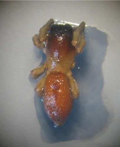 Réf. 27 083 : Clubiona phragmitis