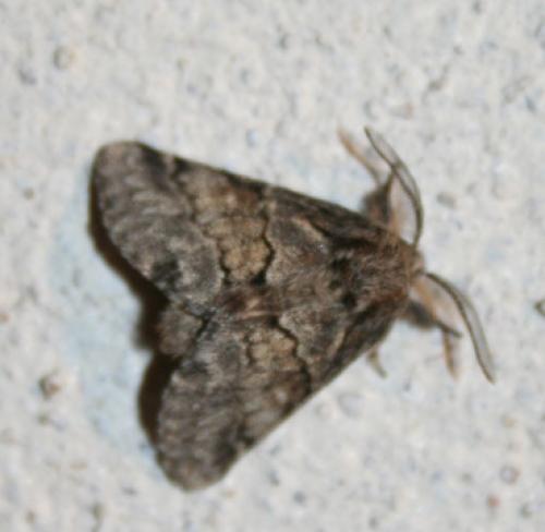Réf. 27 238 : Gluphisia crenata