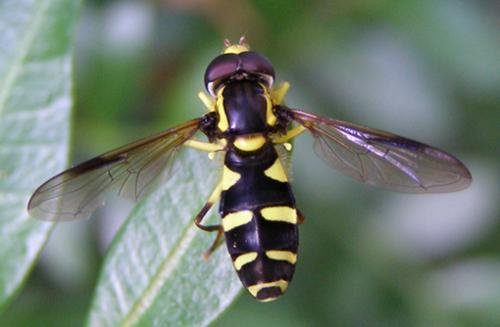 Philhelius pedissequus