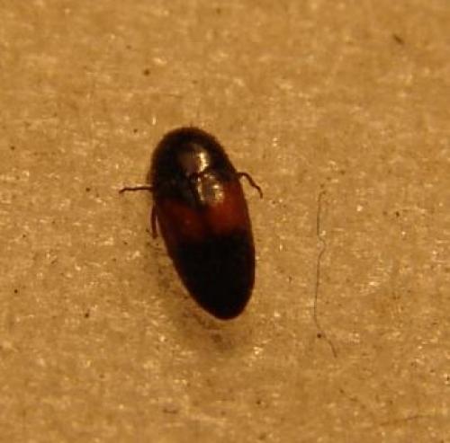 Drapetes mordelloides