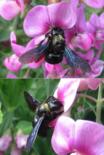 Xylocopa violacea