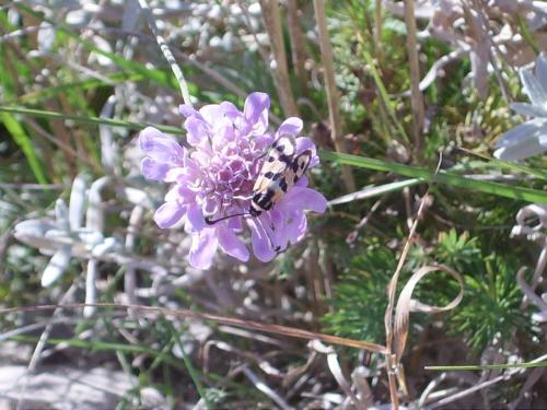 Zygaena fausta