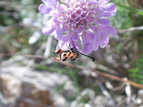 Zygaena fausta
