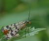27610 – Photo : Pierre OGER – Belgique