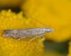 27650 – Photo : Pierre OGER – Belgique