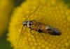 27648 – Photo : Pierre OGER – Belgique