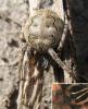 27145 – Photo : Didier Petot – France (51)