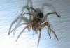 Clubiona sp.