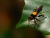 27309 – Photo : Alexandre Vinot – Guyane française