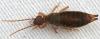27260 – Photo : Arthropa - Benoit Martha – France (21)