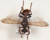 27010 – Photo : Arthropa - Benoit Martha – France (38)