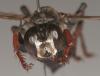 27012 – Photo : Arthropa - Benoit Martha – France (38)