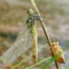 27516 – Photo : Christine DEVILLERS – Belgique