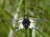 27880 – Photo : Faure – France (38)