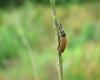Drilus flavescens