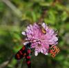 27831 – Photo : Rebeyrol Christian – France (81)