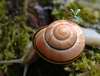 27875 – Photo : Michel Guttin – France (38)