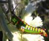 27644 – Photo : vincent dubee – Madagascar