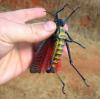 27645 – Photo : vincent dubee – Madagascar