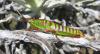 27643 – Photo : vincent dubee – Madagascar