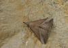 Hypena lividalis