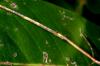 27560 – Photo : Marc Morel – Madagascar