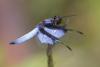 27830 – Photo : Marc Morel – Madagascar