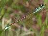 27421 – Photo : Roger MATHIEU – France (26)