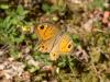 27958 – Photo : Jean-Yves Malmasson – France (26)