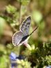 27952 – Photo : Jean-Yves Malmasson – France (26)