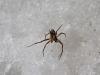 Philodromus sp.