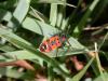 27141 – Photo : RENOULT – France (20)