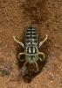 27307 – Photo : Alexandre Vinot – Guyane française