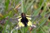 27349 – Photo : Jules d'Oc – France (34)