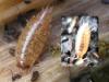 Philoscia muscorum