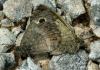 27686 – Photo : Pelouard – Croatie