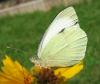 27590 – Photo : Vincent Lefebvre – France (91)