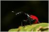 27112 – Photo : Julien Renoult – Madagascar