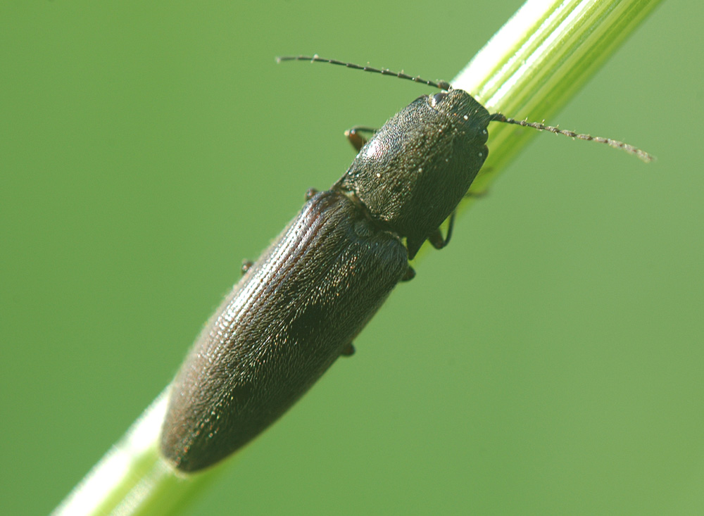 Pierre OGER - Athous (Athous) haemorrhoidalis - réf. 27396 (1000 x 733 pixels, 184 ko)