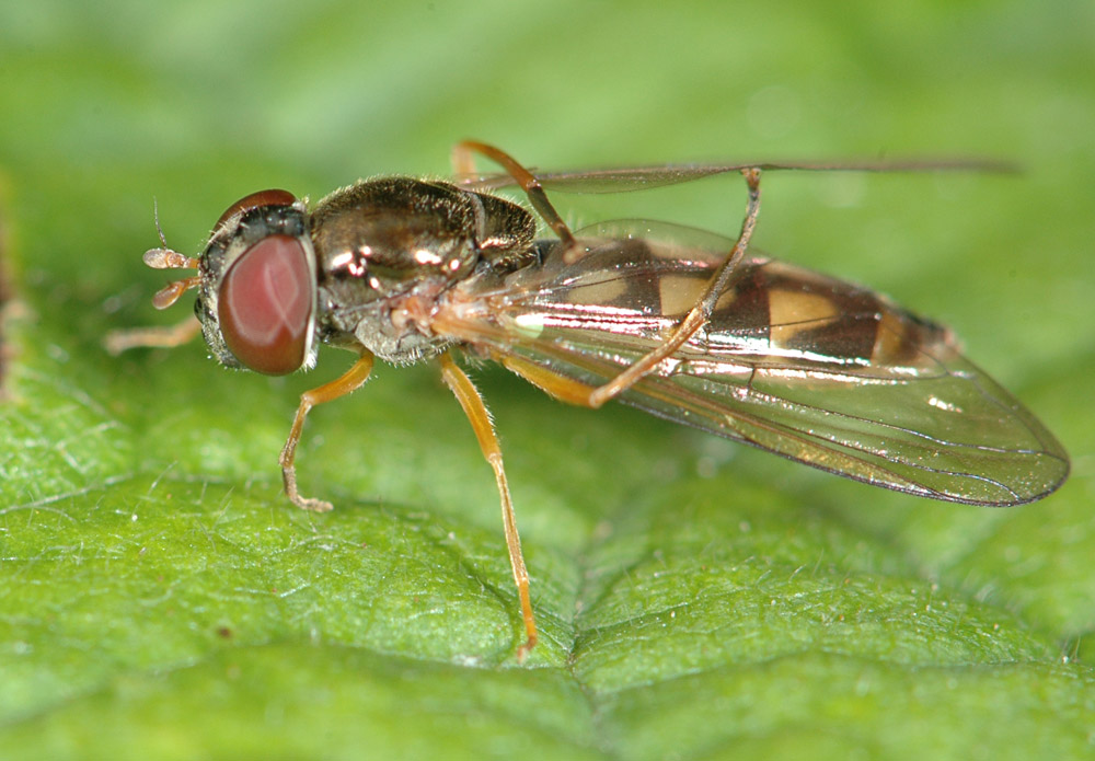 Pierre OGER - Melanostoma scalare - réf. 27531 (1000 x 695 pixels, 187 ko)