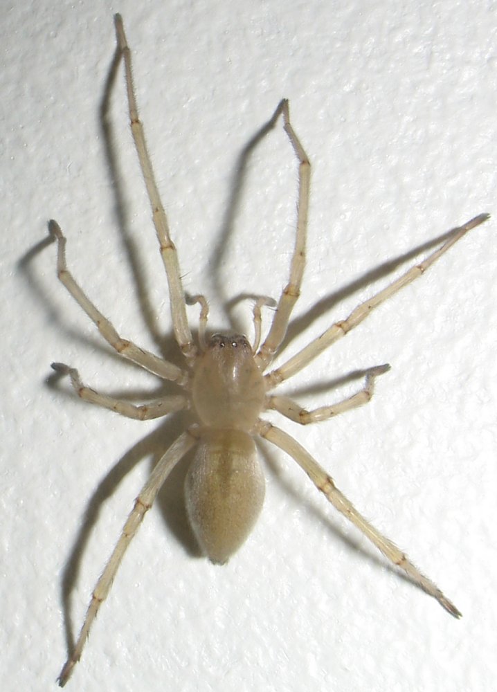 Réf. 27451 — ARACHNIDA > Araneae > Cheiracanthiidae > Cheiracanthium sp