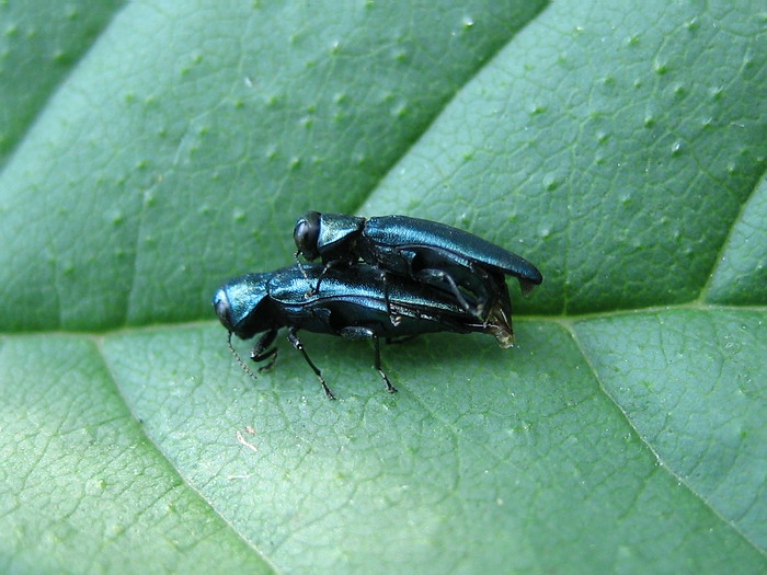 Vincent Lefebvre - Agrilus sp. - réf. 27447 (700 x 525 pixels, 118 ko)