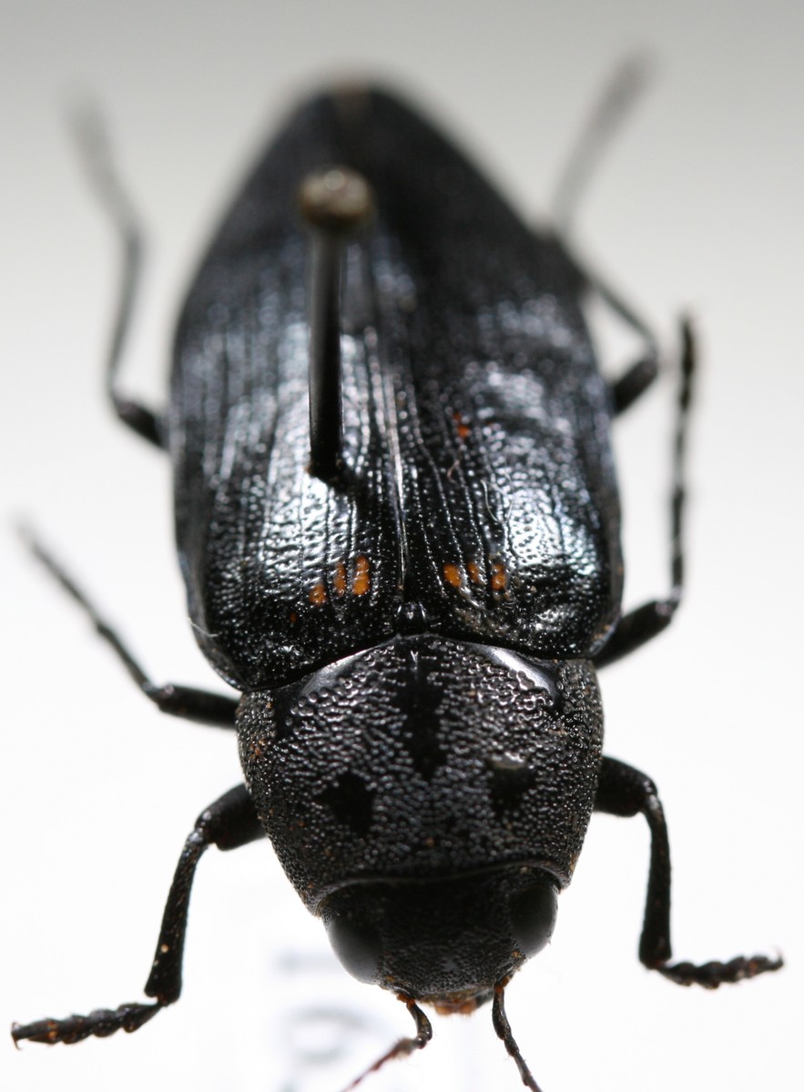 Alain d'Alys - Buprestis (Buprestis) cupressi - réf. 27524 (883 x 1200 pixels, 153 ko)