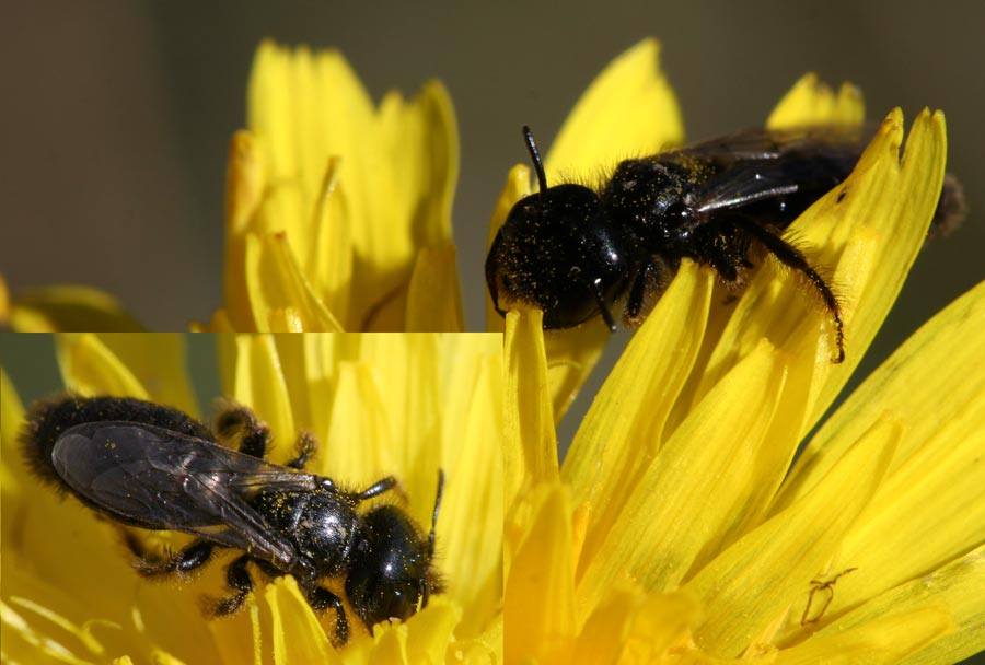 Liboupat - Panurgus sp. - réf. 27473 (900 x 608 pixels, 62 ko)