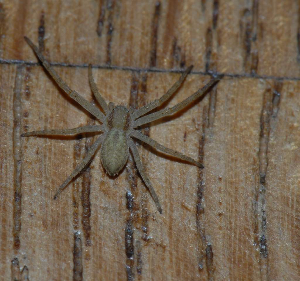 Réf. 27789 — ARACHNIDA > Araneae > Philodromidae > Philodromus sp